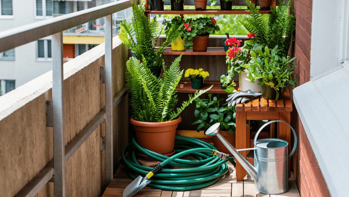 Plantes sur le balcon : comment les aider à tenir pendant un week-end très chaud 