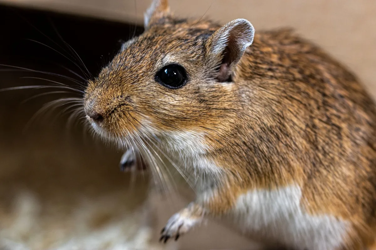 Rongeur associé à la transmission du hantavirus