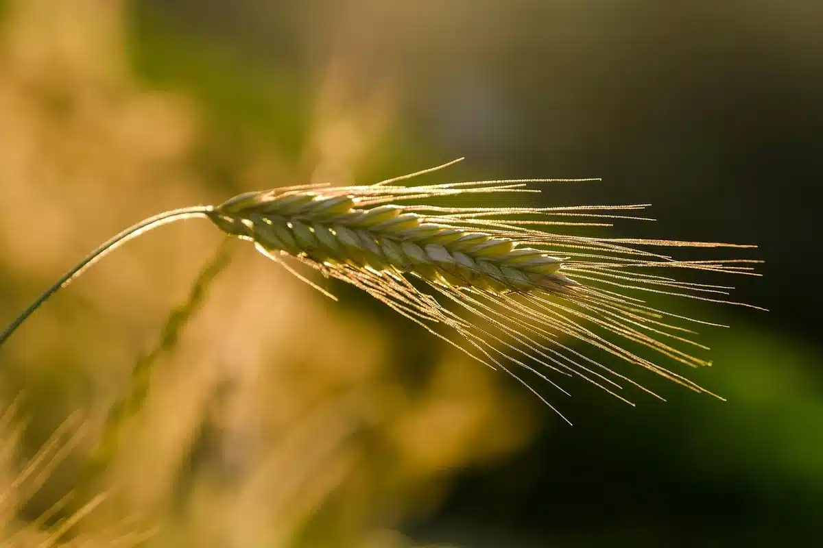 Bol de petit‑déjeuner avec céréales complètes et fruits riches en fibres