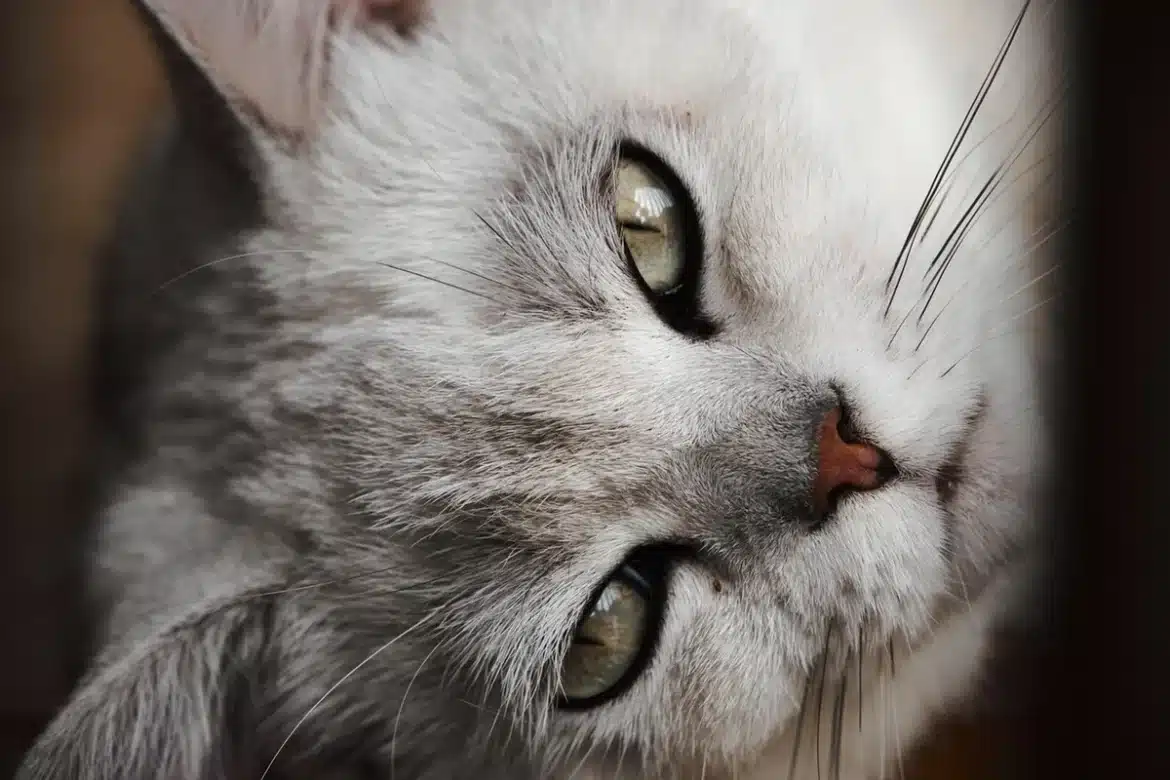 Une personne caresse un chat assis sur ses genoux dans un cadre calme et lumineux