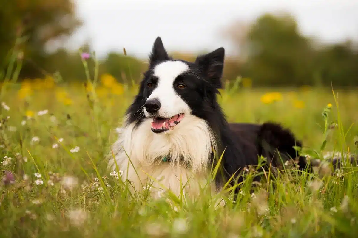 Un chien halète pour réguler sa température corporelle par temps chaud