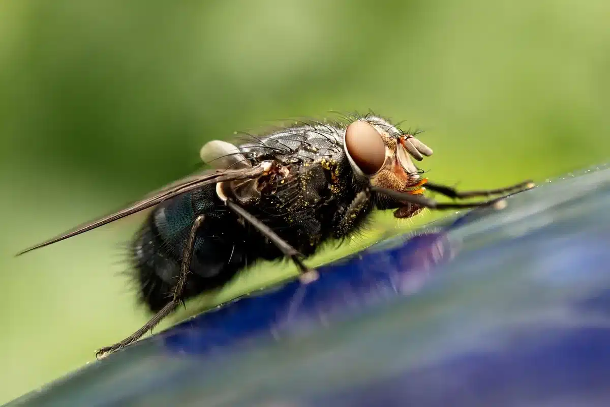Vue rapprochée d'un iris à la lumière naturelle montrant zones plus foncées et reflets clairs