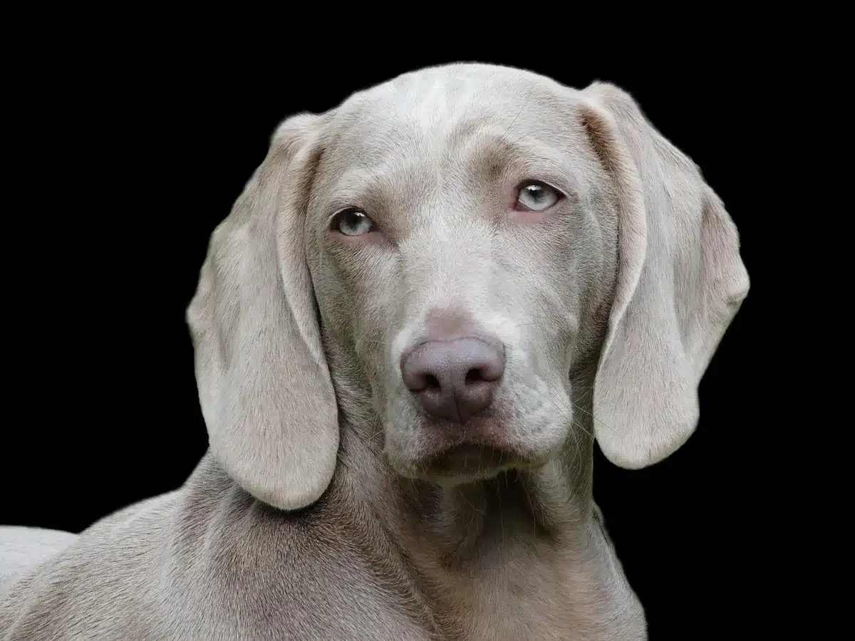 Application de quelques gouttes de sérum entre les paumes avant tapotement sur le visage