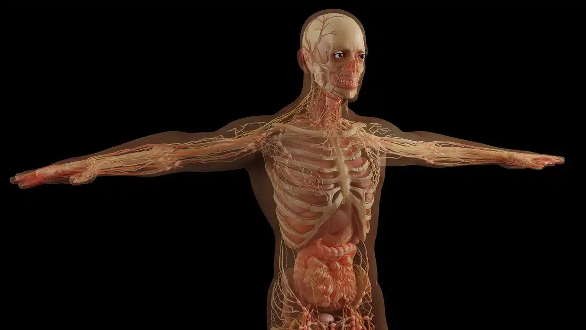 Schéma simple montrant la transpiration et la dilatation des vaisseaux pour refroidir le corps