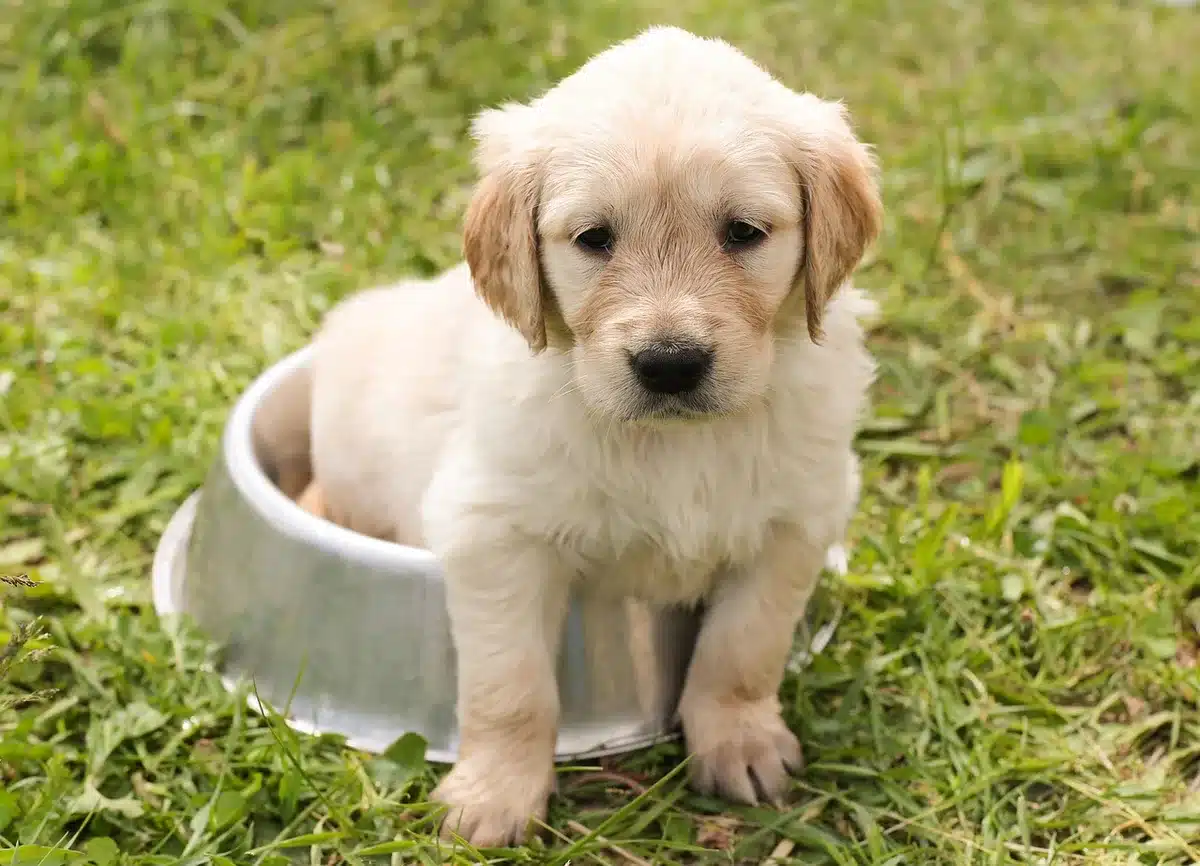 Chien accédant à de l'eau fraîche dans un espace ombragé pendant l'été