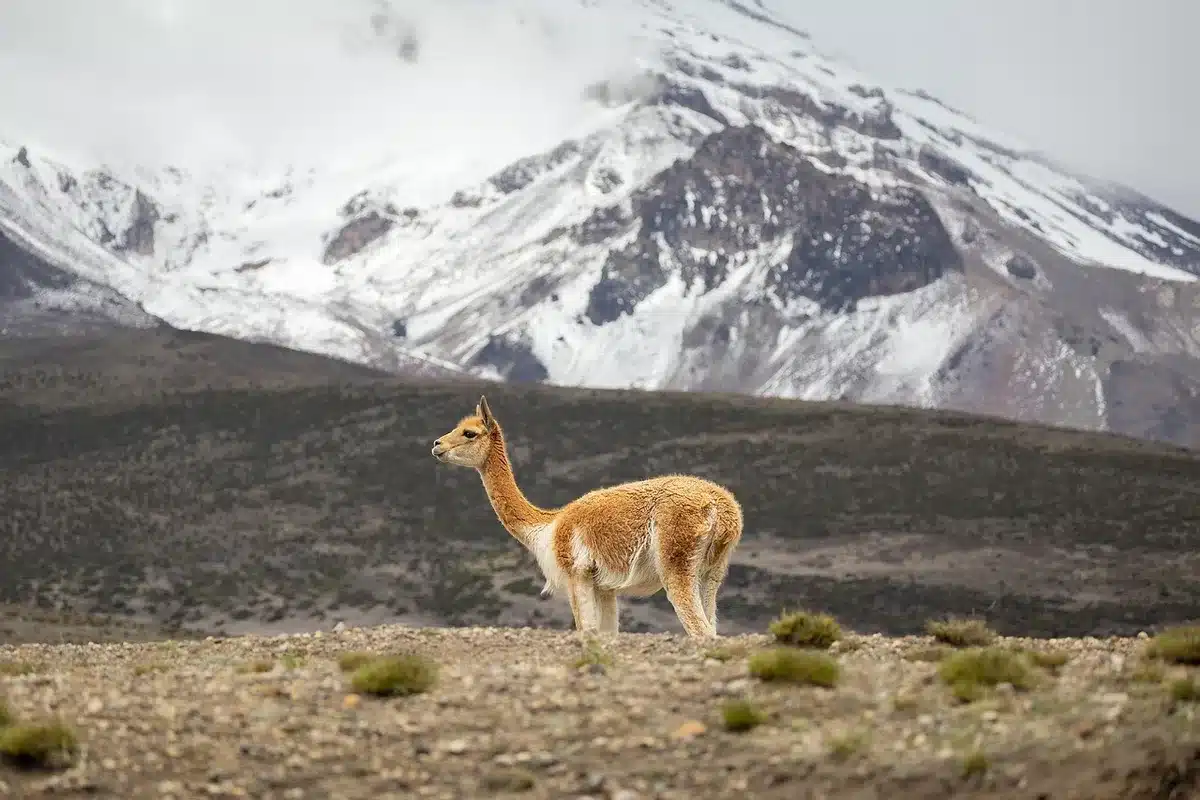 Représentation des rayonnements ionisants et rayons cosmiques en haute altitude