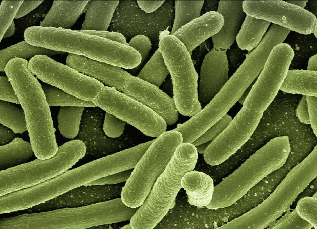 Observation microscopique d'une lésion nerveuse et de la transmission douloureuse au niveau cellulaire