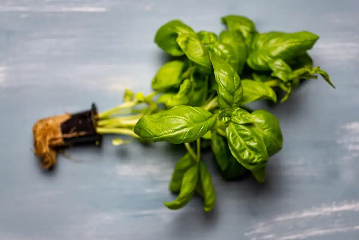 Assortiment d'aliments riches en prébiotiques : asperges, ail, oignon et céréales complètes