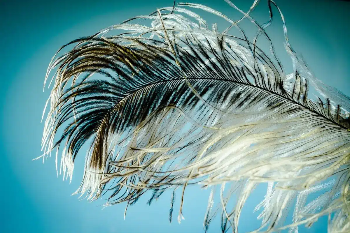 Différents types de cheveux étalés pour observer texture et épaisseur
